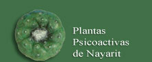 Plantas psicoactivas de Nayarit